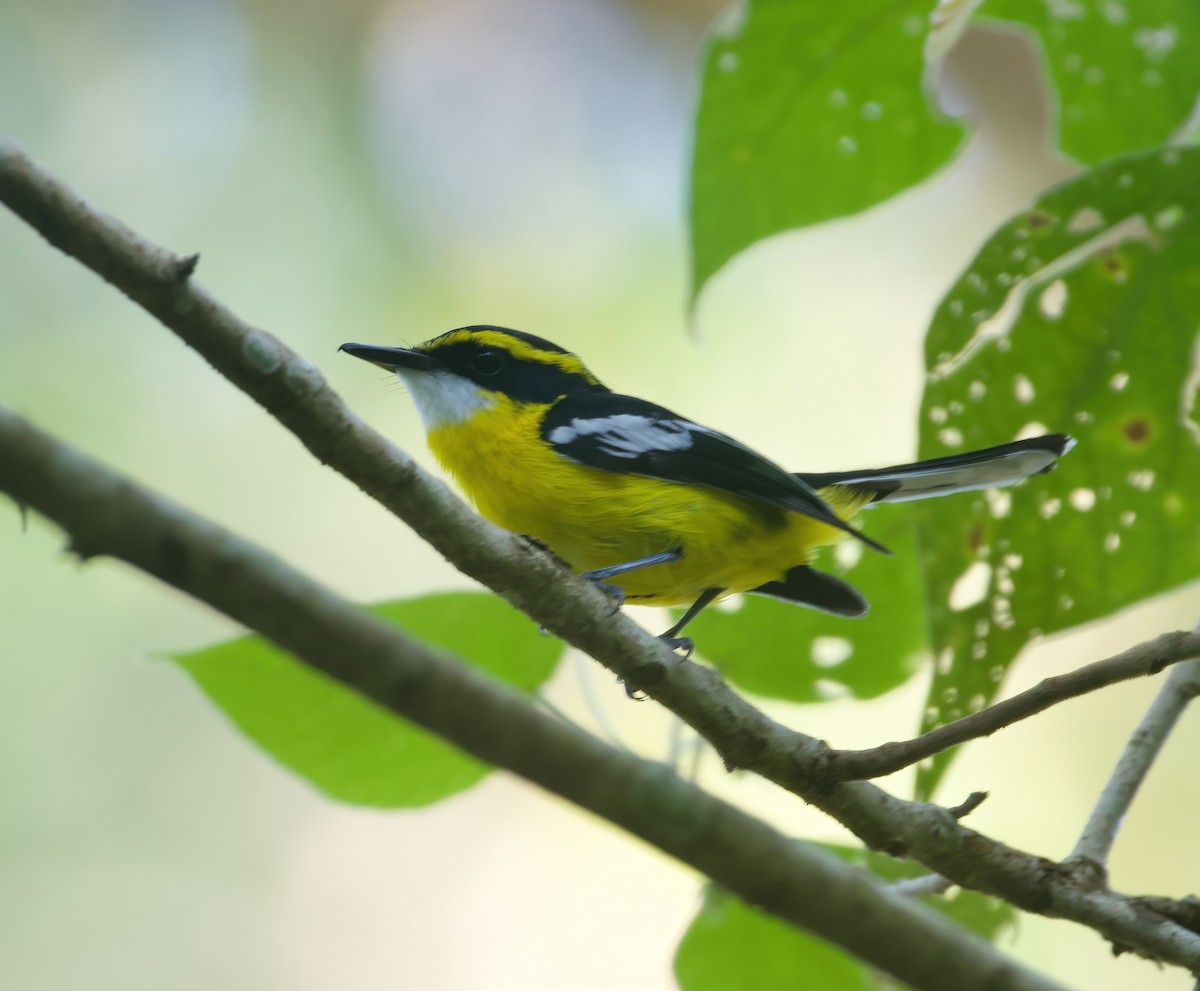 Yellow-breasted Boatbill - ML625866785