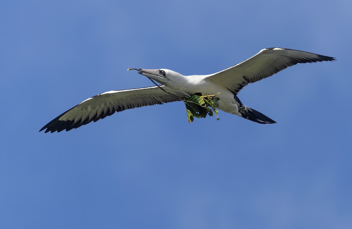 Олуша Эбботта - ML625866793