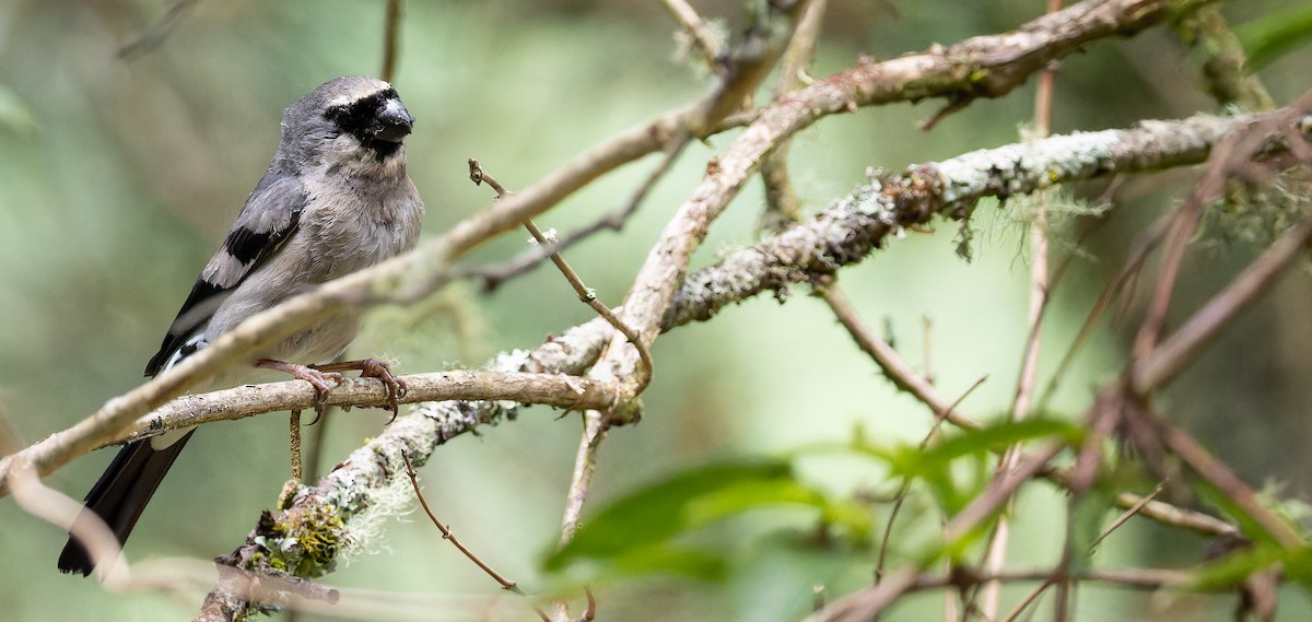 Taiwan Bullfinch - ML625866839