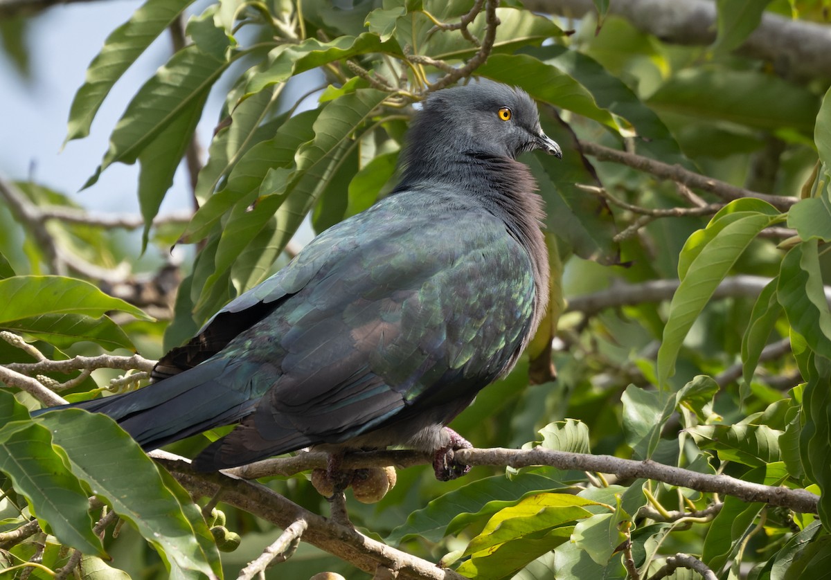 Christmas Island Imperial-Pigeon - ML625866848