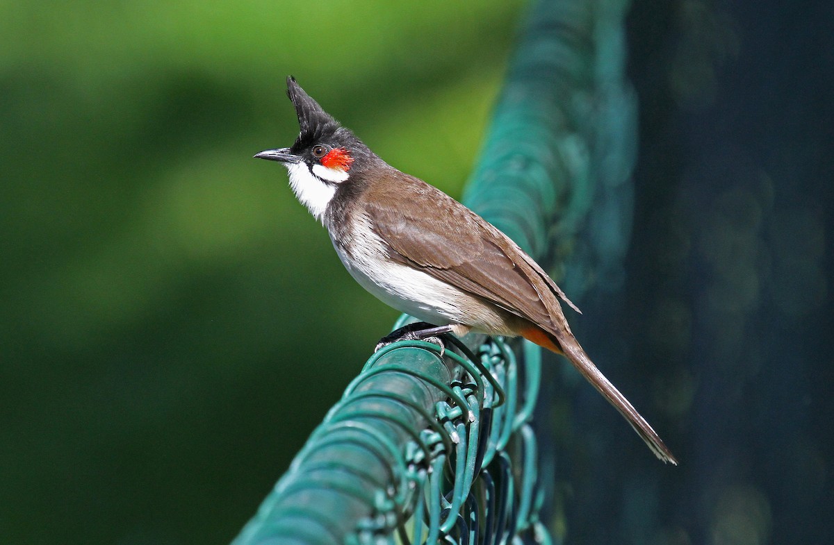 Red-whiskered Bulbul - Paul Lewis