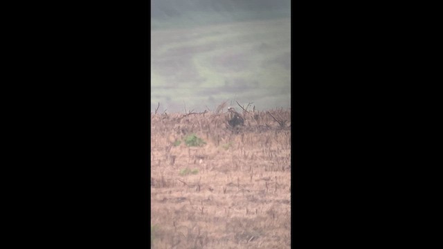 Rough-legged Hawk - ML625866936