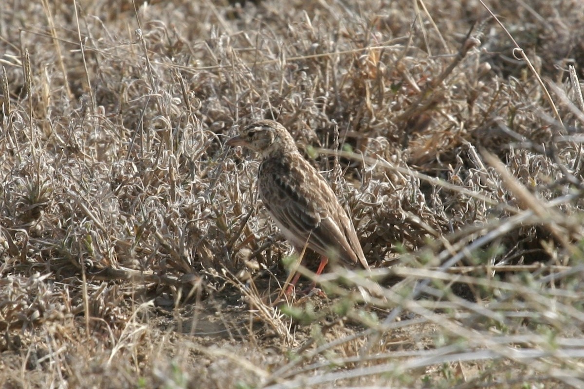 Somali Short-toed Lark (Athi) - ML625867041