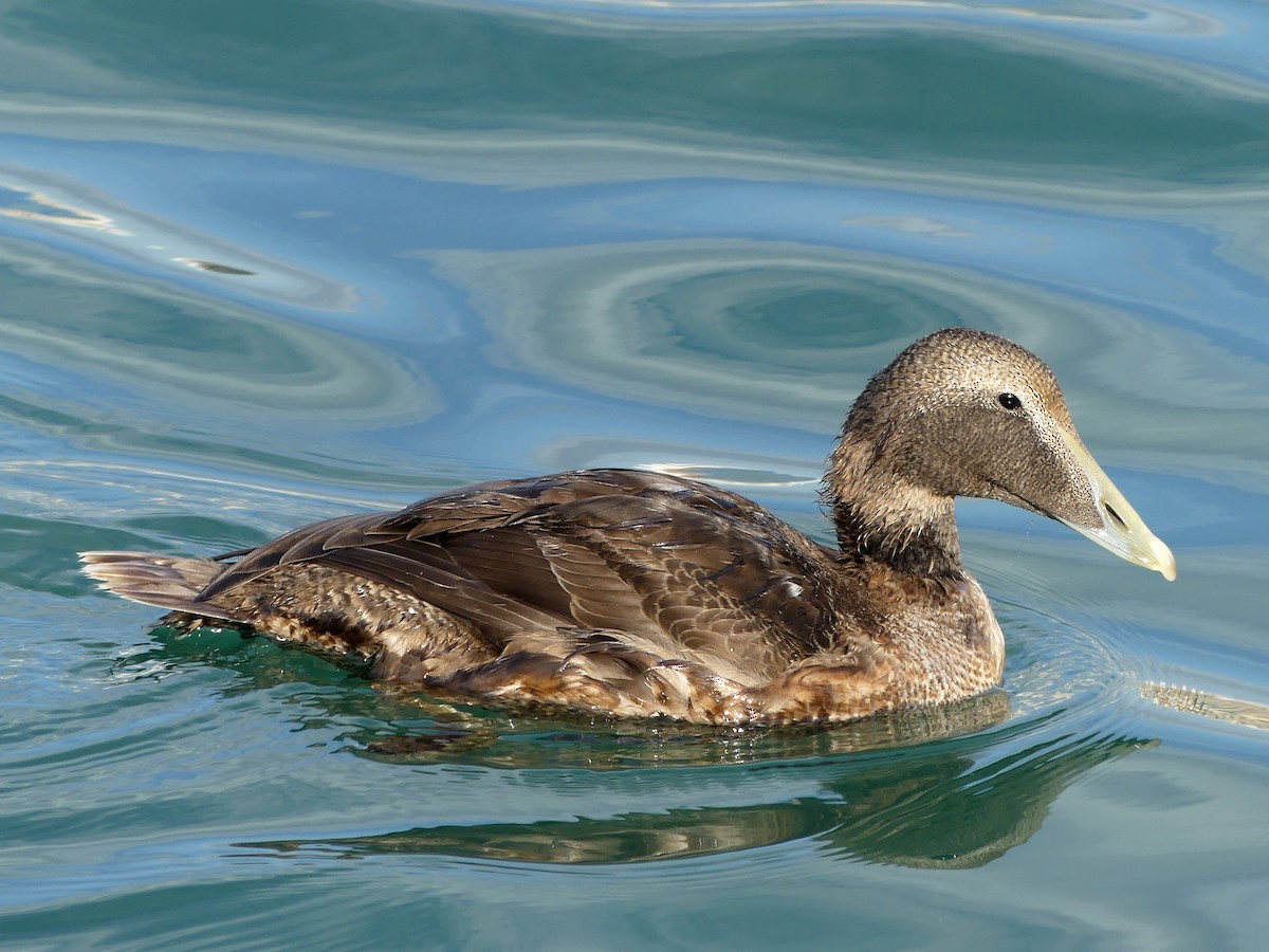 kajka mořská - ML625867060