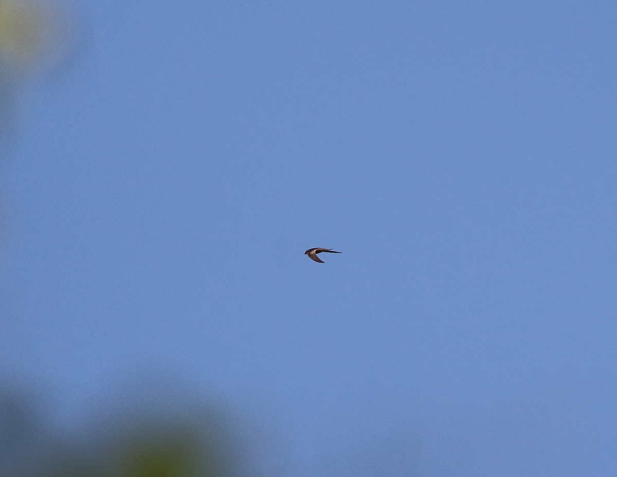 Malagasy Swift - ML625867195
