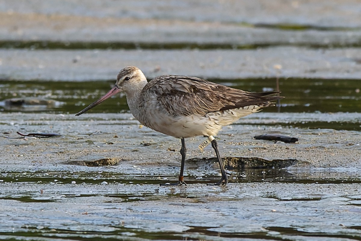 Bar-tailed Godwit - ML625867370