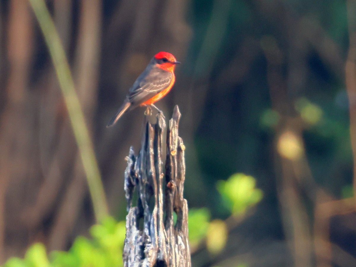 Vermilion Flycatcher (Austral) - ML625867402