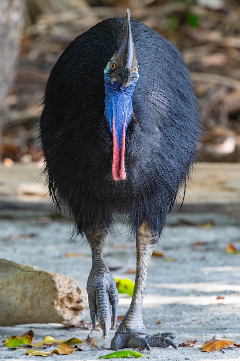 Southern Cassowary - ML625867444