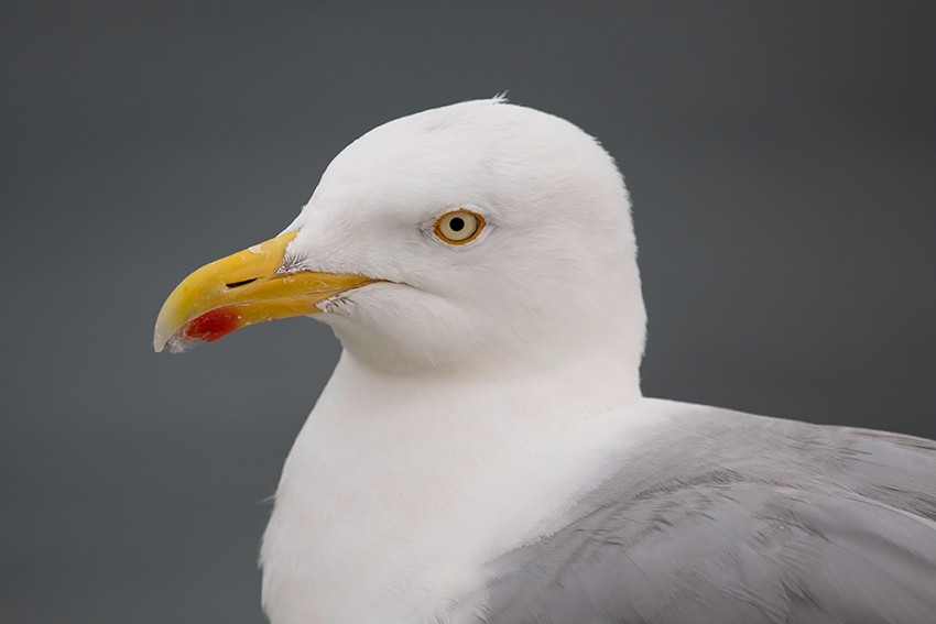 Goéland argenté - ML625867674