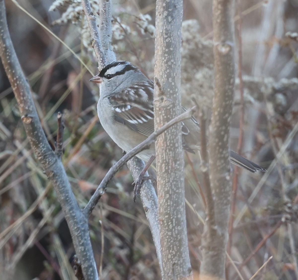 White-crowned Sparrow - ML625867788