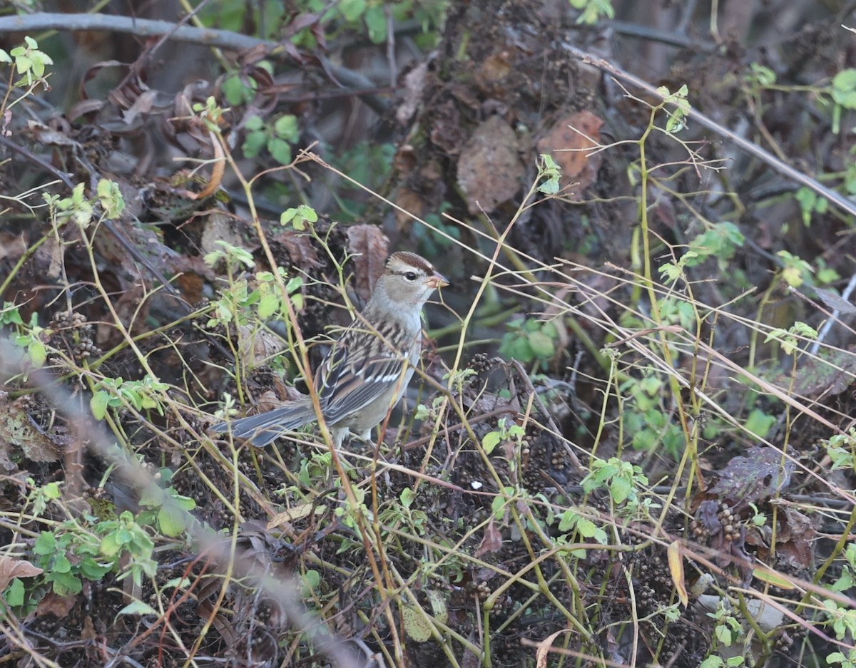 White-crowned Sparrow - ML625867789