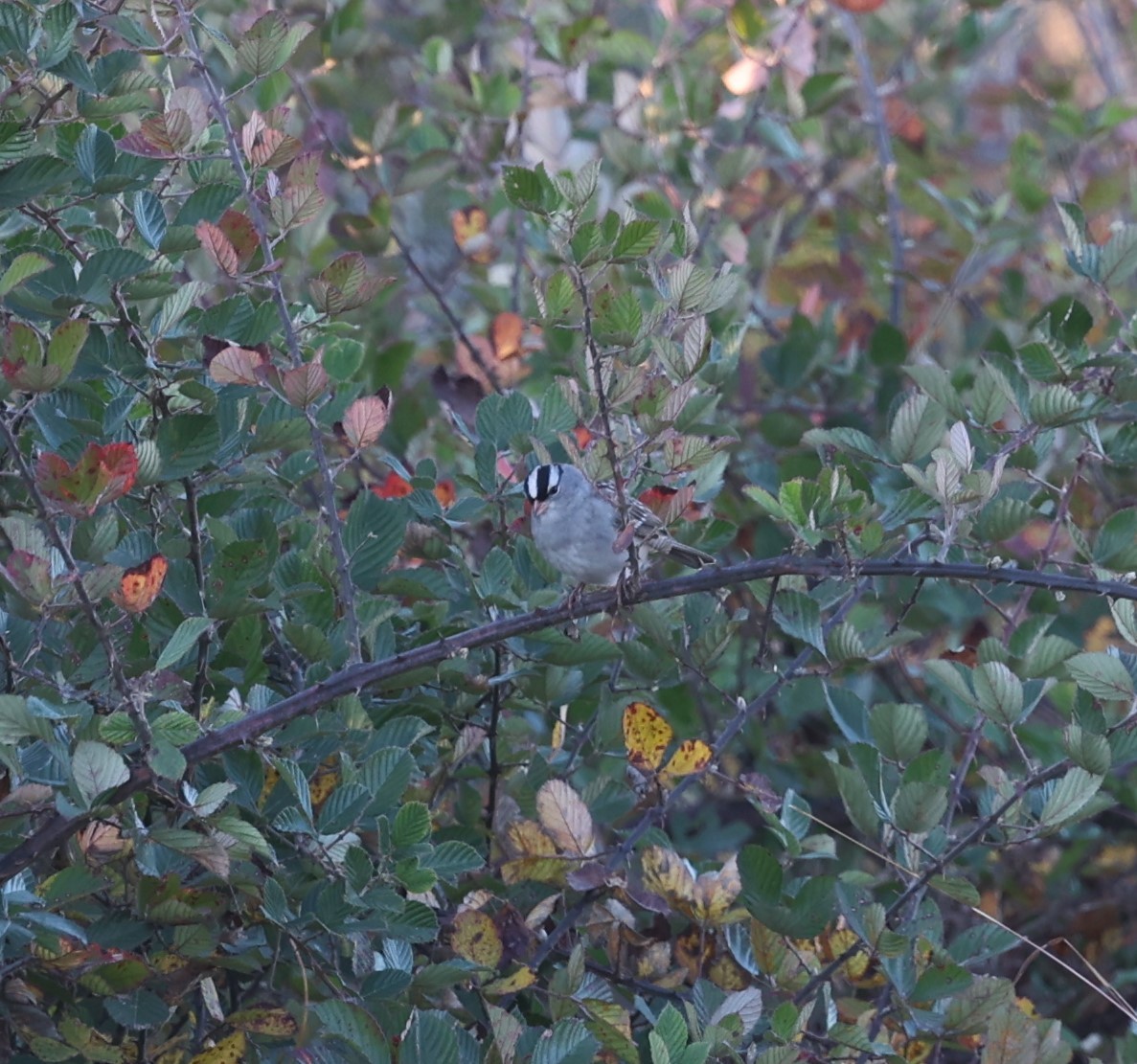 White-crowned Sparrow - ML625867790