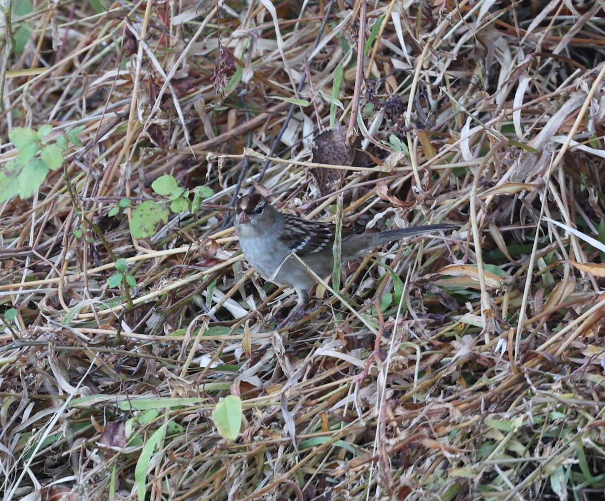 White-crowned Sparrow - ML625867791