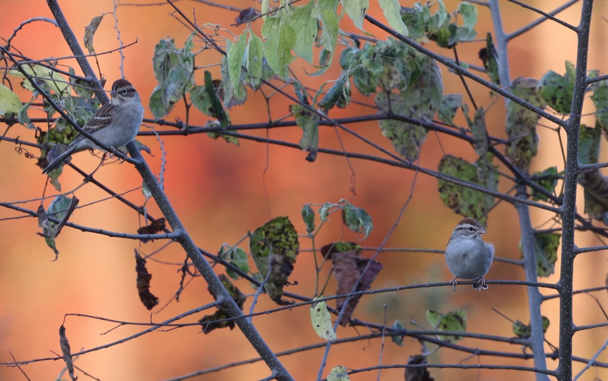 Chipping Sparrow - ML625867796