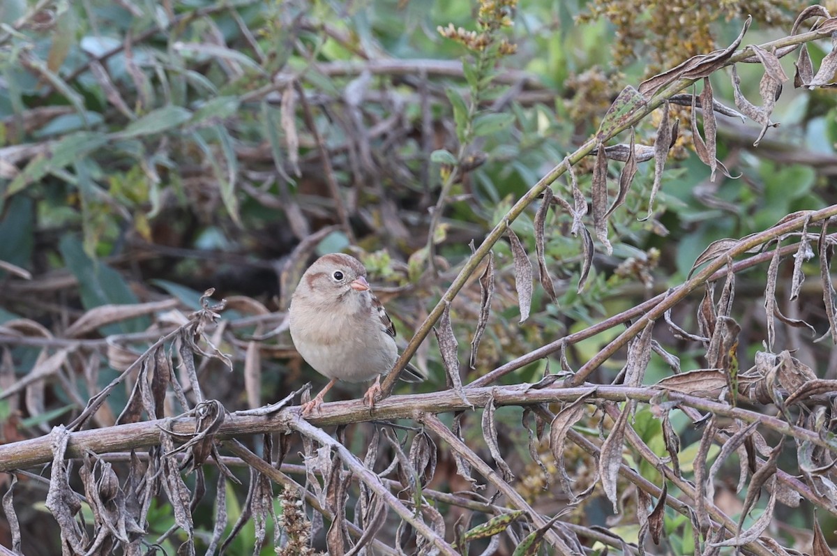 Field Sparrow - ML625867798