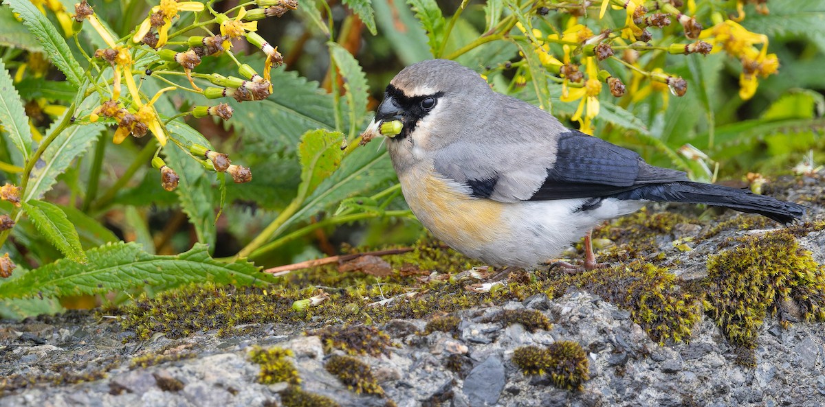 Taiwan Bullfinch - ML625867837