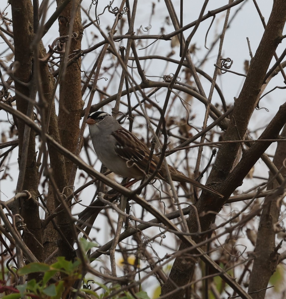 White-crowned Sparrow - ML625867839