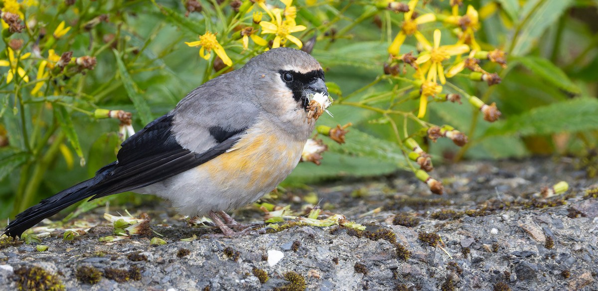 Taiwan Bullfinch - ML625867851