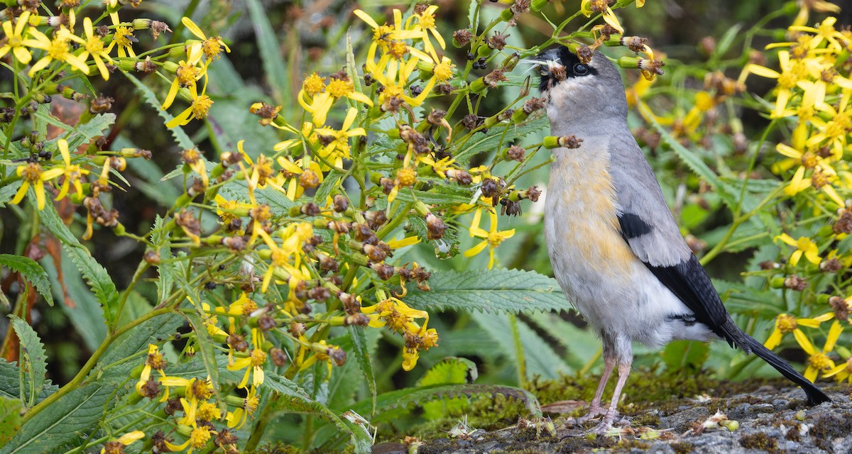 Taiwan Bullfinch - ML625867858