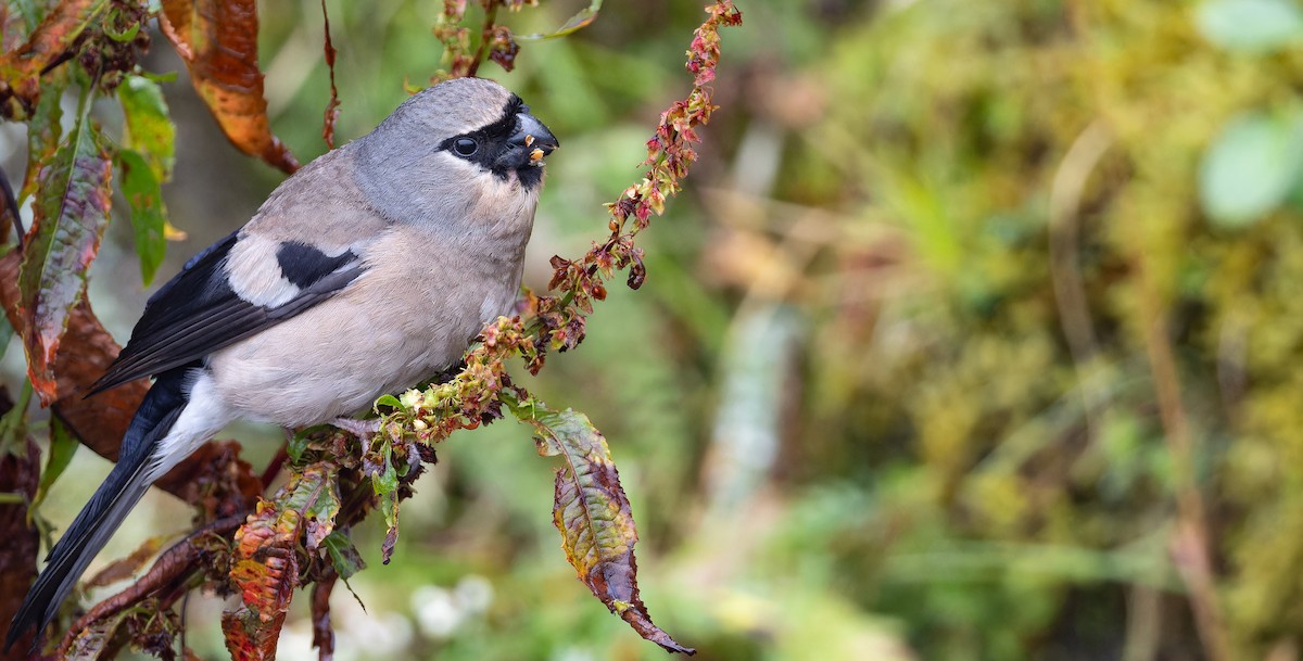 Taiwan Bullfinch - ML625867871