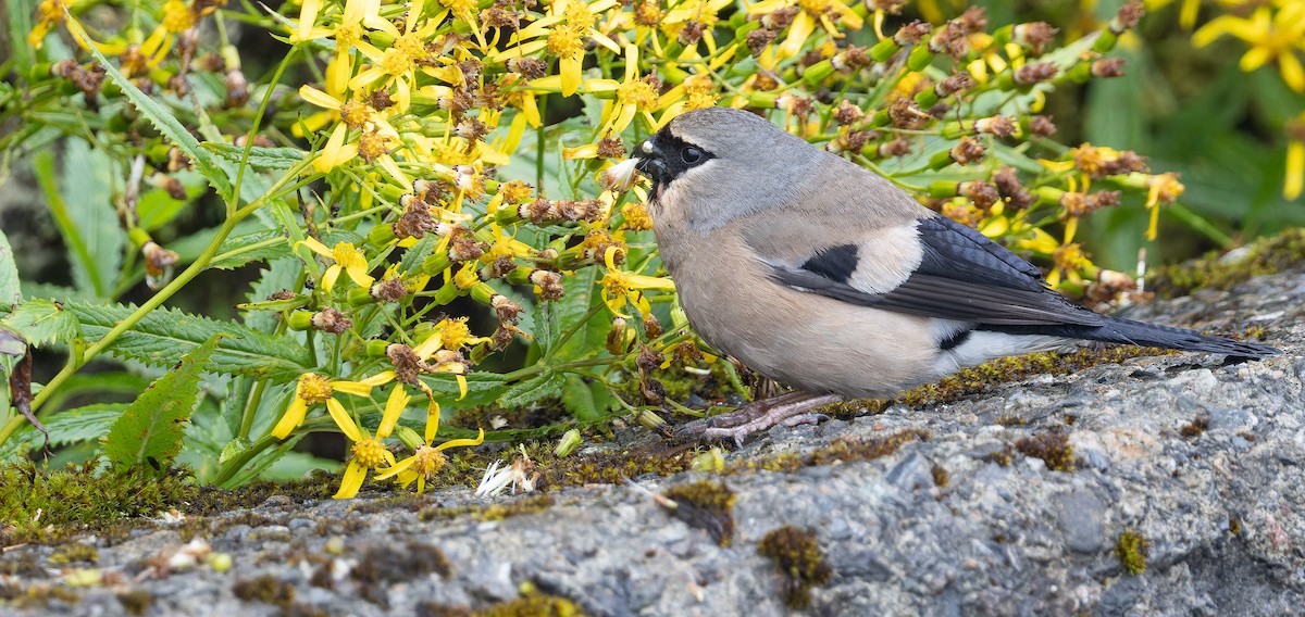 Taiwan Bullfinch - ML625867881