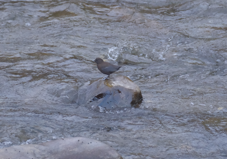 Brown Dipper - ML625868180