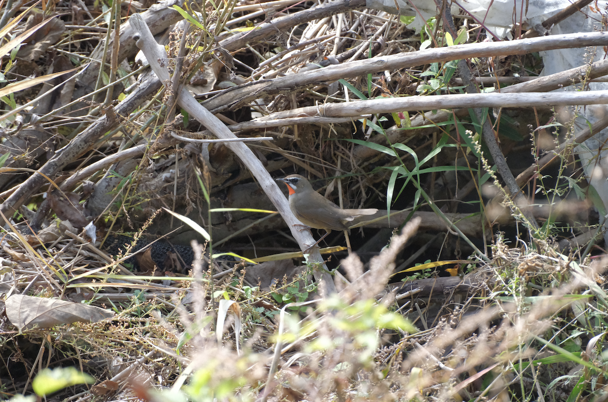 Siberian Rubythroat - ML625868186