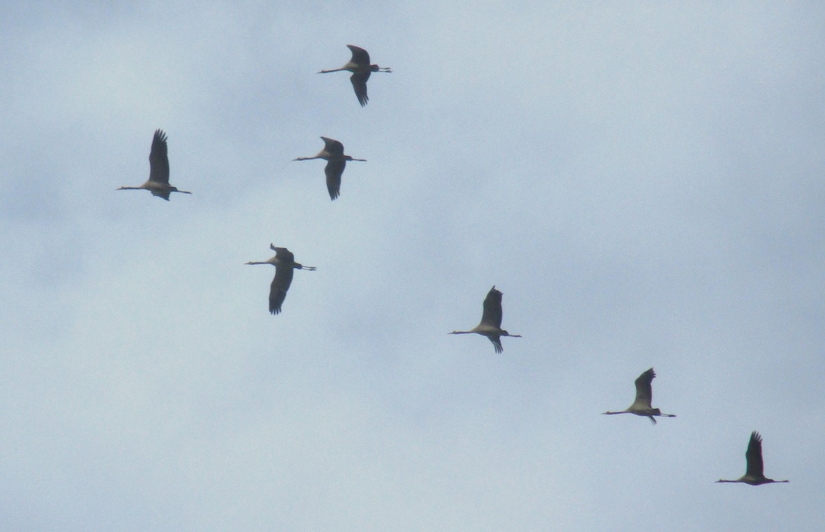 Common Crane - ML625868205