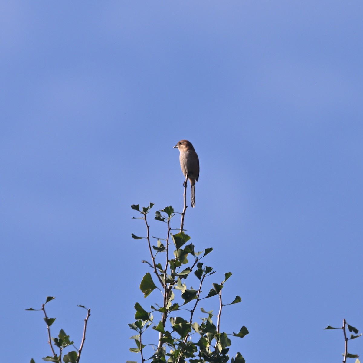 Bull-headed Shrike - ML625868220