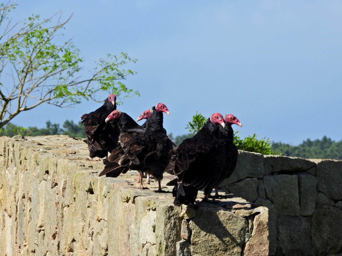 Turkey Vulture - ML625868362