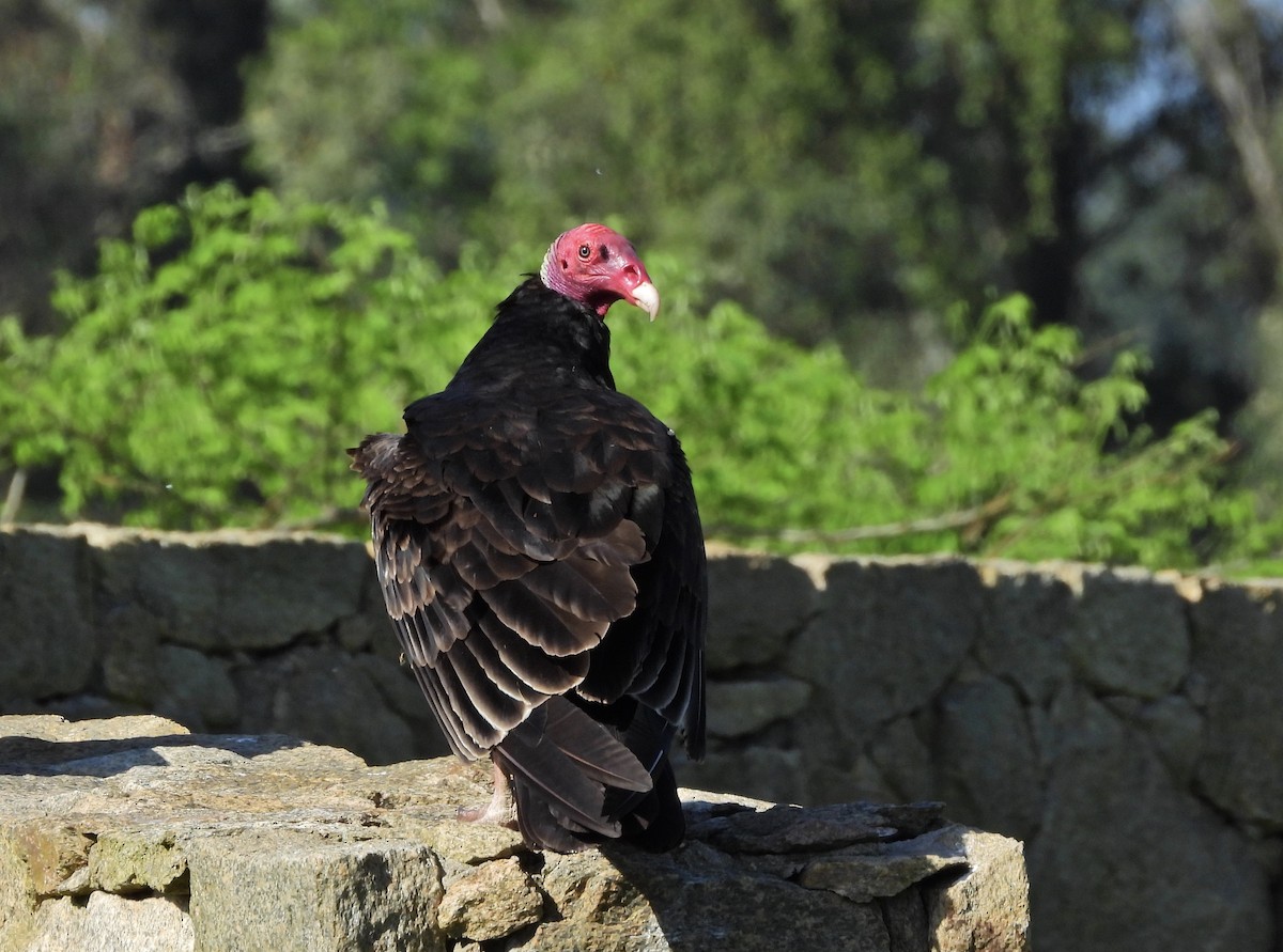 Turkey Vulture - ML625868363