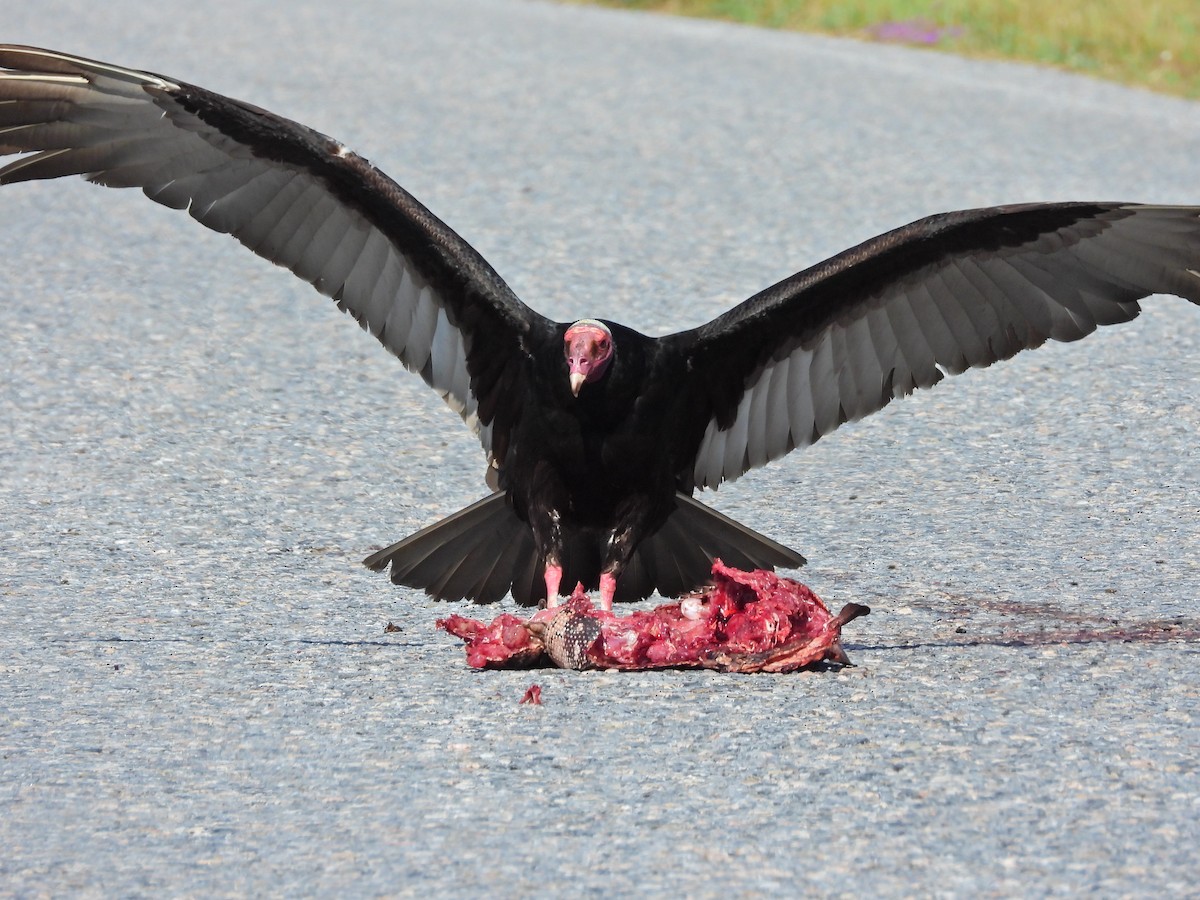 Turkey Vulture - ML625868364