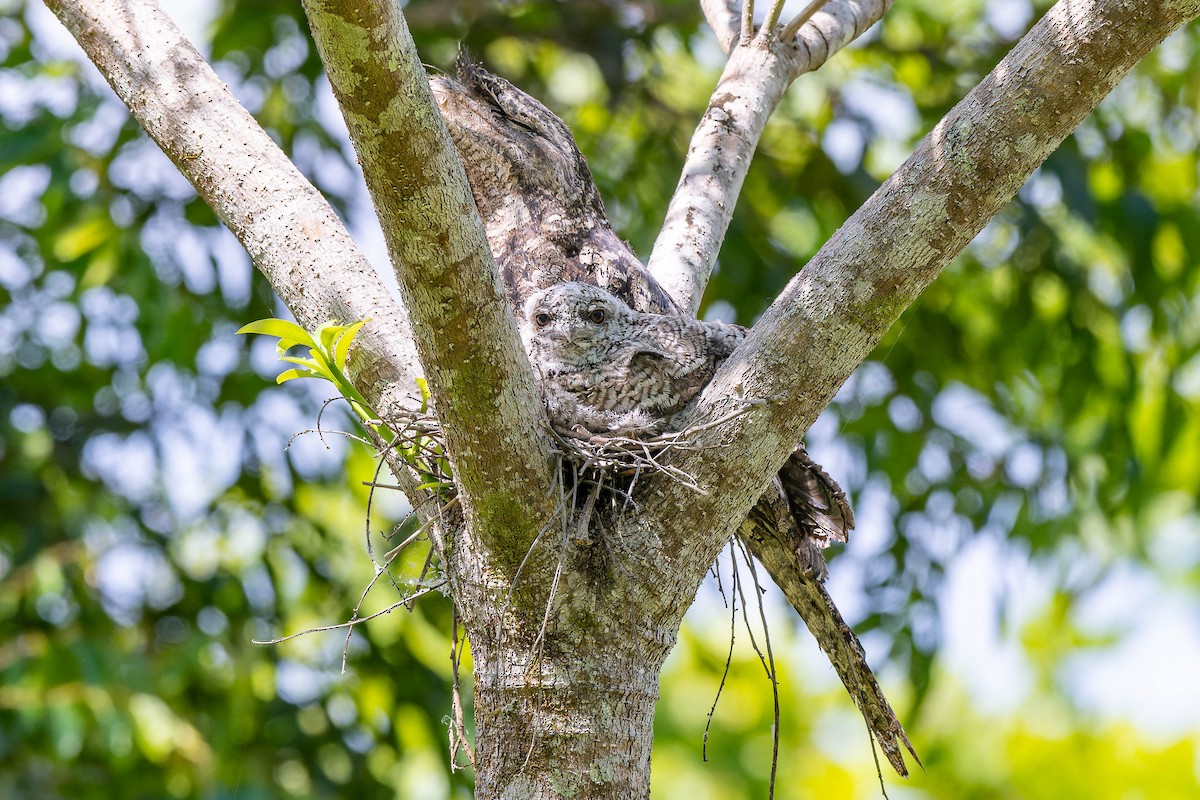 Papuan Frogmouth - ML625868460