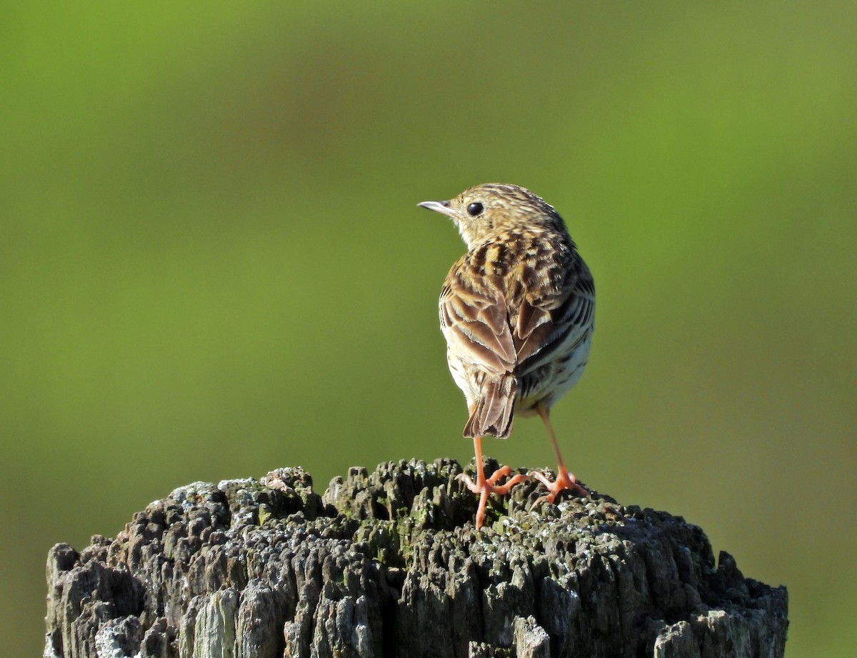 Hellmayr's Pipit - ML625868468