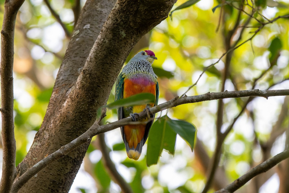 Rose-crowned Fruit-Dove - ML625868471