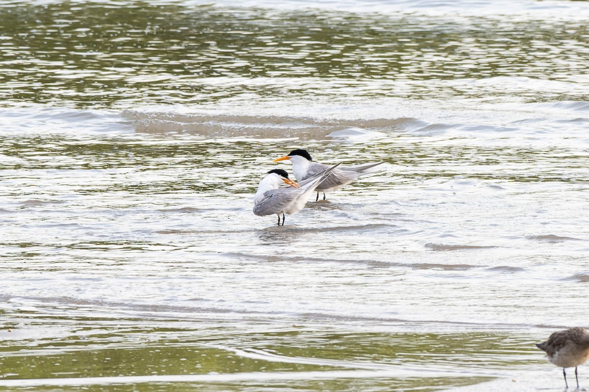 Lesser Crested Tern - ML625868481