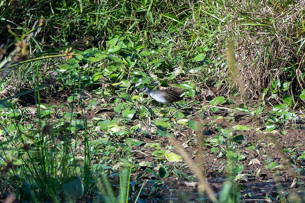 White-browed Crake - ML625868552