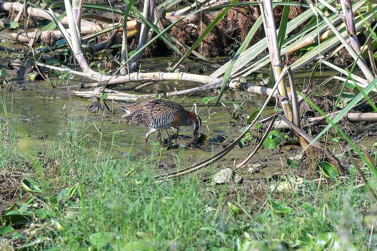 Buff-banded Rail - ML625868553