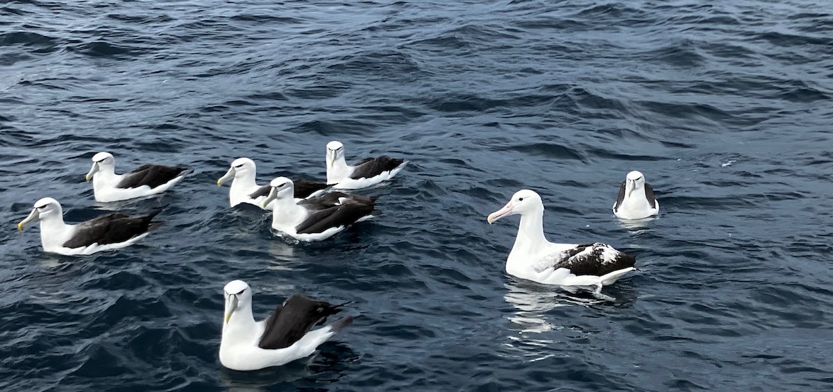 Southern Royal Albatross - ML625868690