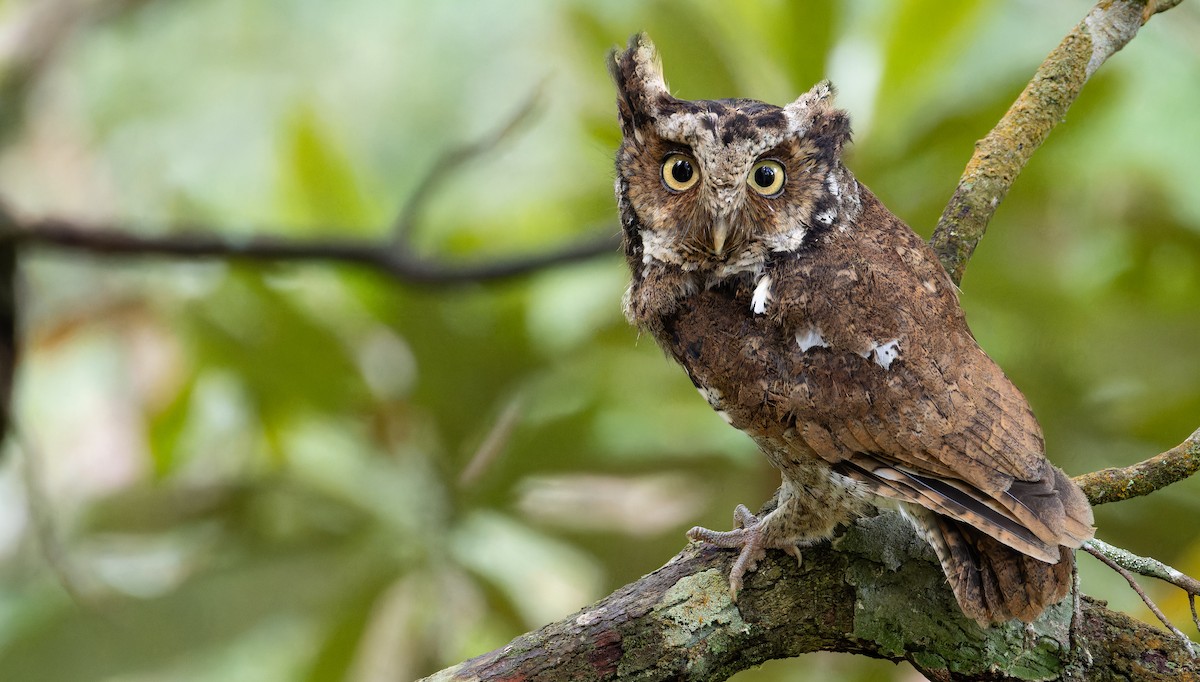 Mountain Scops-Owl - ML625868918