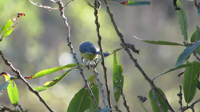 African Blue Tit - ML625868927