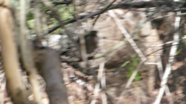Canary Islands Chaffinch - ML625868932