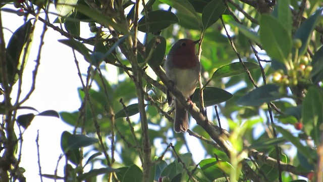 European Robin - ML625868933