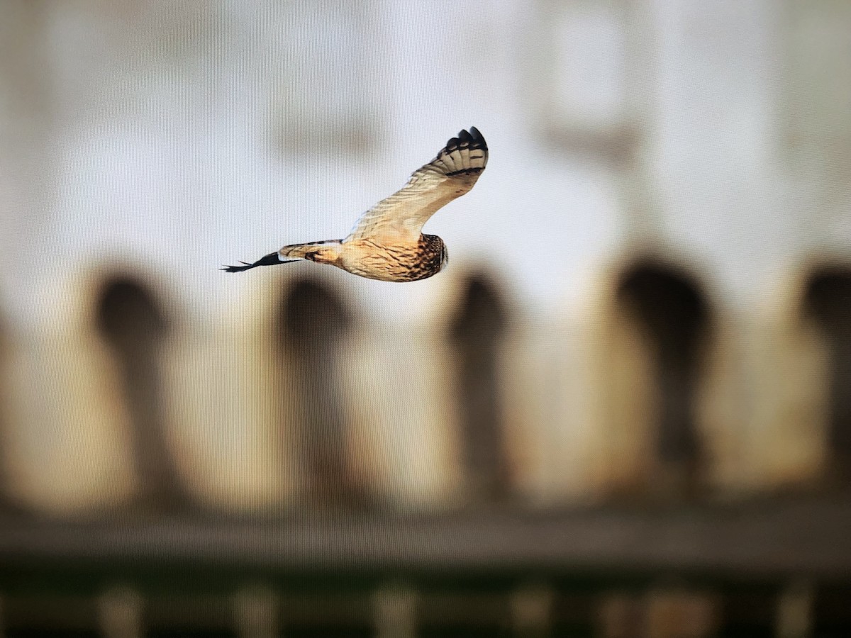 Short-eared Owl - ML625868938