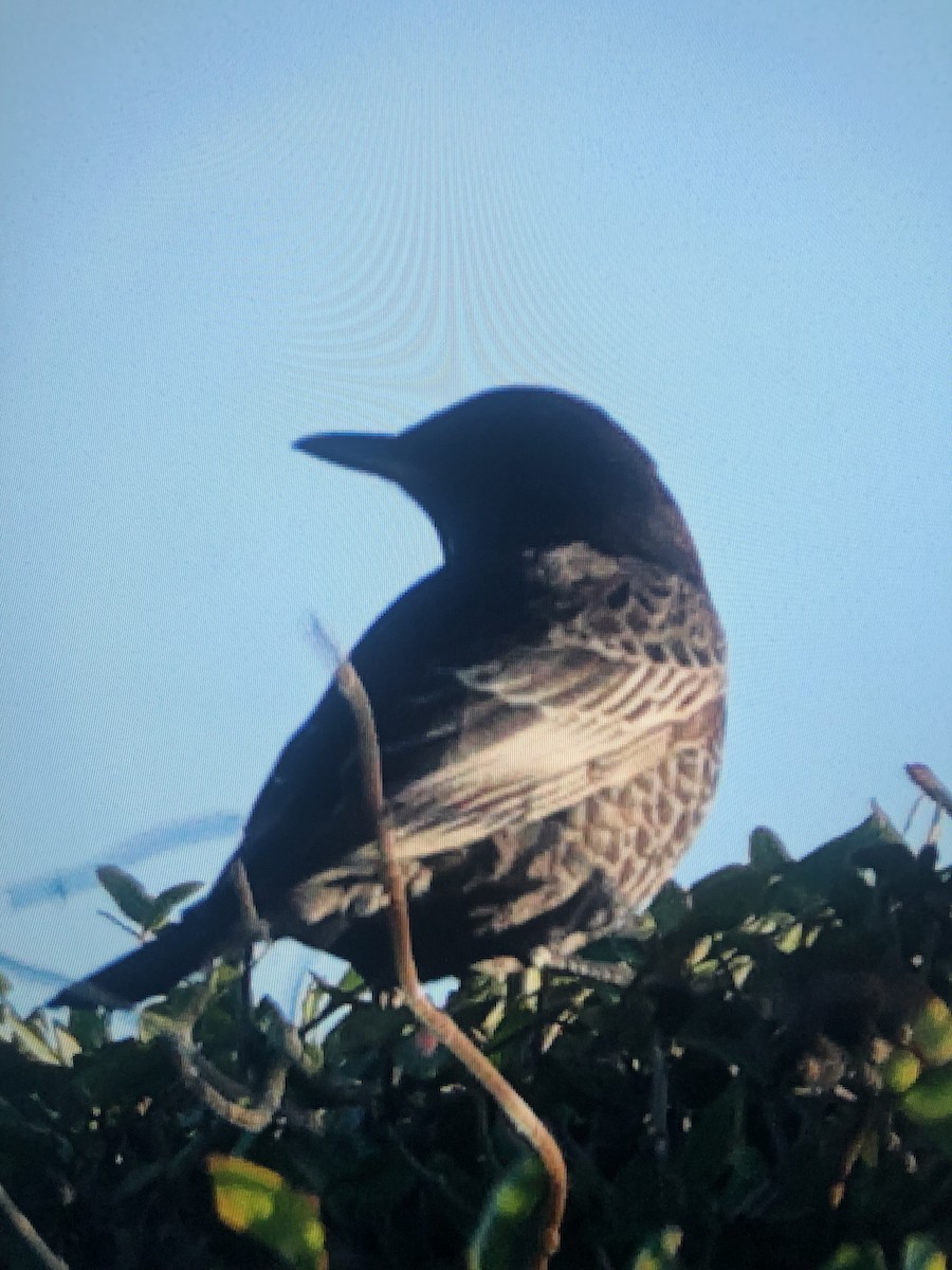 Ring Ouzel - ML625868941