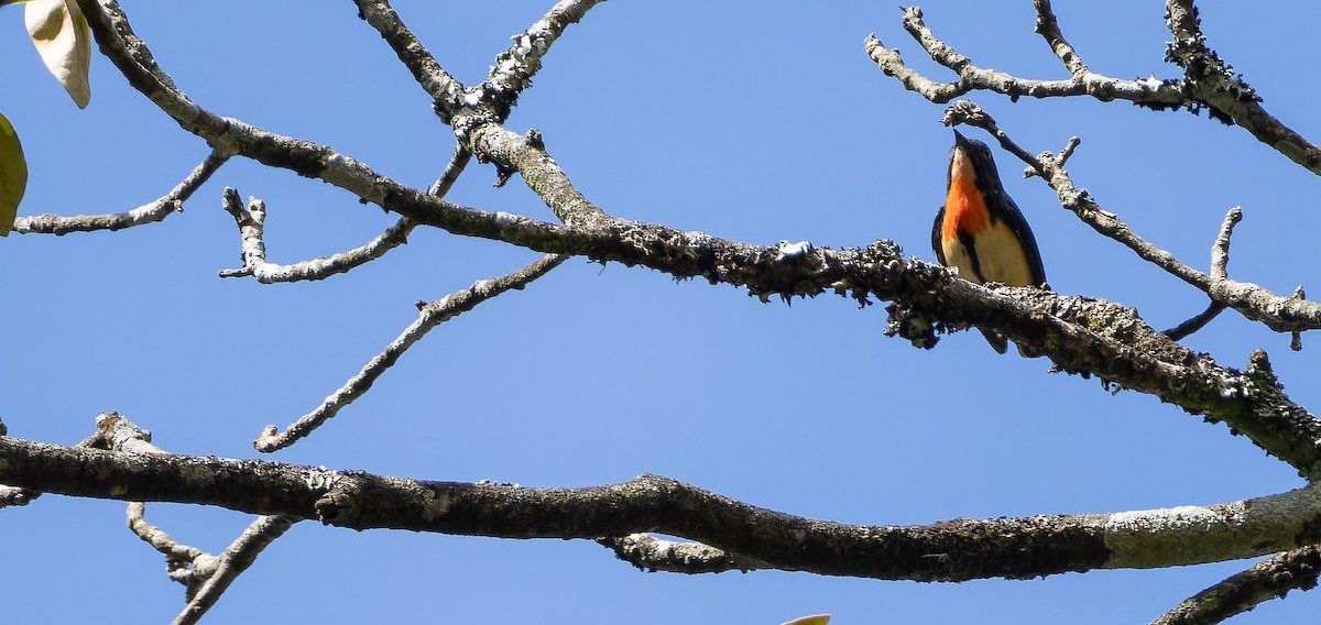 Fire-breasted Flowerpecker (Taiwan) - ML625869047