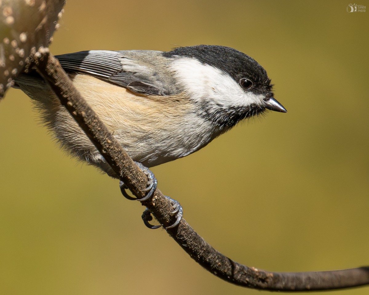 Black-capped Chickadee - ML625869264