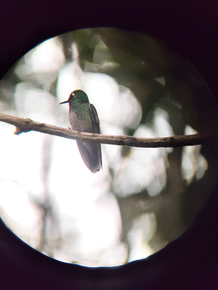 Colibri de Sybil - ML625869439