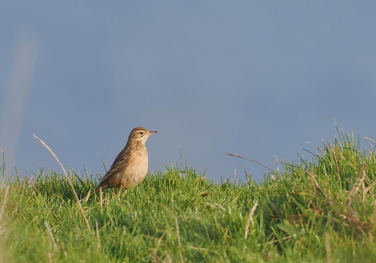 Blyth's Pipit - ML625869519