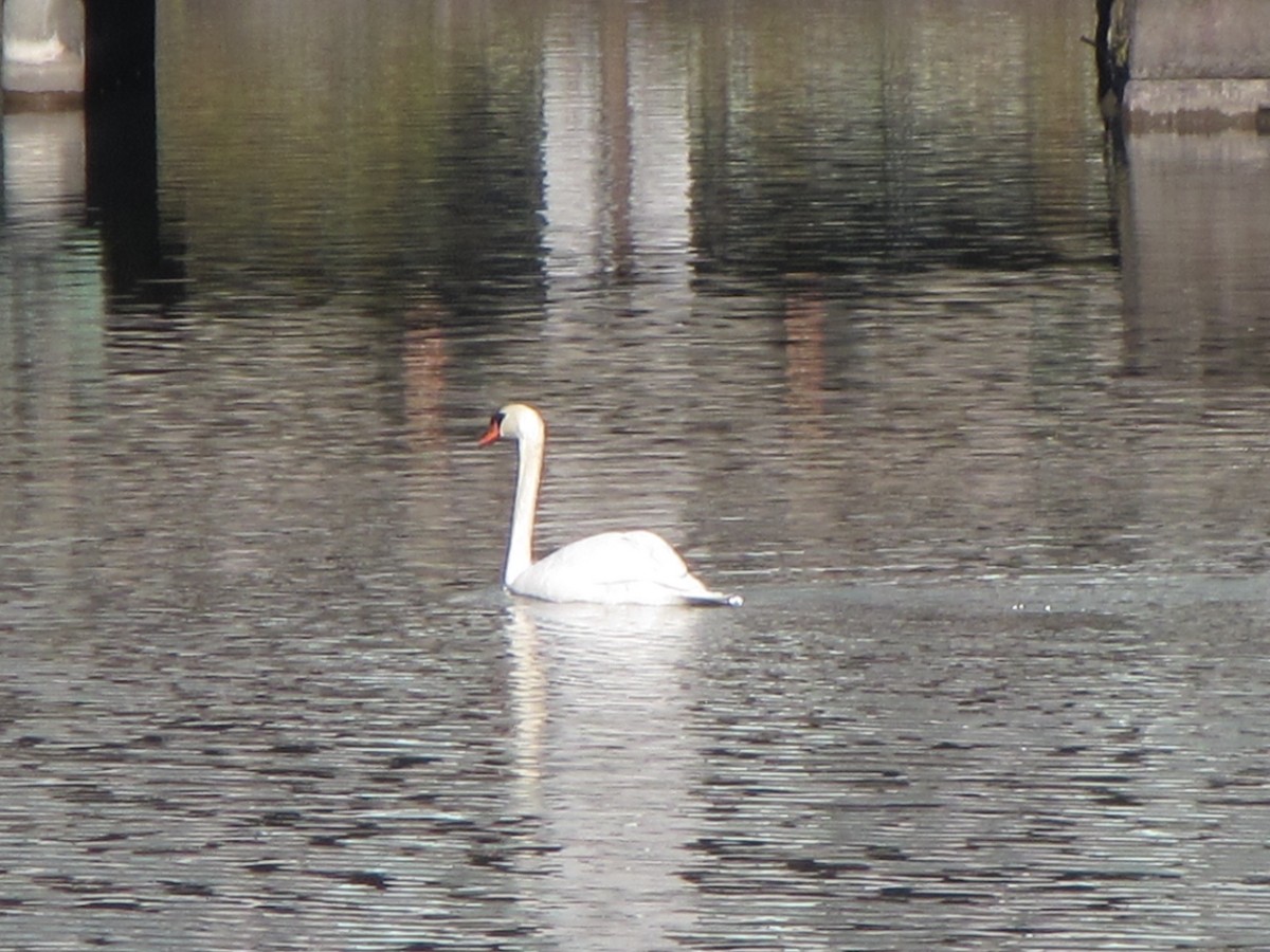 Cygne tuberculé - ML625869610